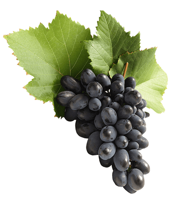 Vestibulum facilisis